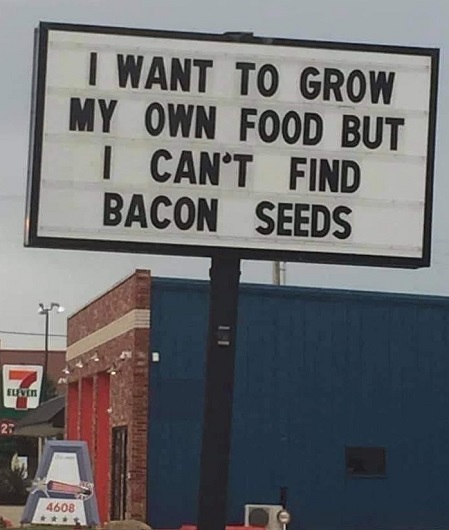 bacon seeds.jpg